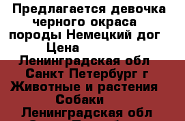 Предлагается девочка черного окраса,  породы Немецкий дог › Цена ­ 20 000 - Ленинградская обл., Санкт-Петербург г. Животные и растения » Собаки   . Ленинградская обл.,Санкт-Петербург г.